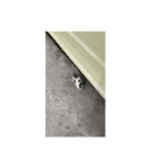 フィリピンのちっちゃい子猫（個別スタンプ：6）
