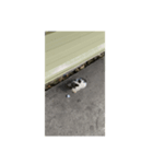 フィリピンのちっちゃい子猫（個別スタンプ：7）