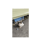 フィリピンのちっちゃい子猫（個別スタンプ：8）