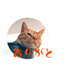 ねこさん（共演編）（個別スタンプ：5）