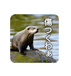 カワウソ推し！（個別スタンプ：14）