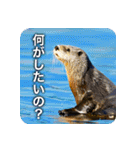 カワウソ推し！（個別スタンプ：33）