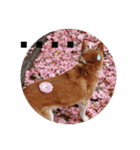 みんなと一緒 24（個別スタンプ：4）