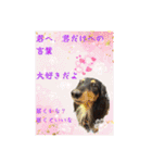 美人犬こむぎの励ましスタンプ（個別スタンプ：9）