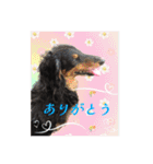 美人犬こむぎの励ましスタンプ（個別スタンプ：16）