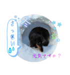 美人犬こむぎの励ましスタンプ（個別スタンプ：40）