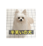 字幕犬 やや使いやすいver2(かわいーぬ)（個別スタンプ：5）