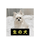 字幕犬 やや使いやすいver2(かわいーぬ)（個別スタンプ：8）