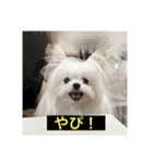 字幕犬 やや使いやすいver2(かわいーぬ)（個別スタンプ：9）