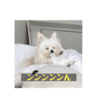 字幕犬 やや使いやすいver2(かわいーぬ)（個別スタンプ：10）