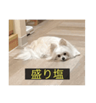 字幕犬 やや使いやすいver2(かわいーぬ)（個別スタンプ：11）