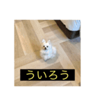 字幕犬 やや使いやすいver2(かわいーぬ)（個別スタンプ：12）