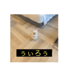 字幕犬 やや使いやすいver2(かわいーぬ)（個別スタンプ：13）