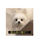 字幕犬 やや使いやすいver2(かわいーぬ)（個別スタンプ：14）