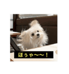 字幕犬 やや使いやすいver2(かわいーぬ)（個別スタンプ：16）