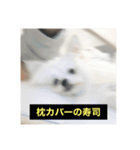 字幕犬 やや使いやすいver2(かわいーぬ)（個別スタンプ：17）