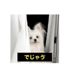 字幕犬 やや使いやすいver2(かわいーぬ)（個別スタンプ：19）