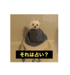 字幕犬 やや使いやすいver2(かわいーぬ)（個別スタンプ：21）