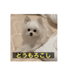 字幕犬 やや使いやすいver2(かわいーぬ)（個別スタンプ：22）