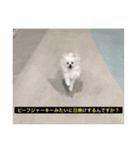 字幕犬 やや使いやすいver2(かわいーぬ)（個別スタンプ：23）