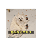 字幕犬 やや使いやすいver2(かわいーぬ)（個別スタンプ：24）