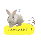 うさぎーず☆（個別スタンプ：3）