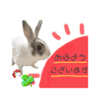 うさぎーず☆（個別スタンプ：5）
