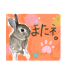 うさぎーず☆（個別スタンプ：9）