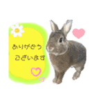 うさぎーず☆（個別スタンプ：10）