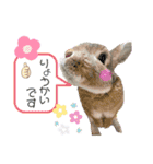 うさぎーず☆（個別スタンプ：13）