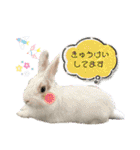 うさぎーず☆（個別スタンプ：15）
