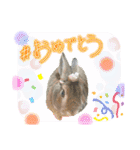 うさぎーず☆（個別スタンプ：17）