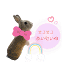 うさぎーず☆（個別スタンプ：22）