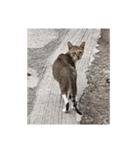 フィリピンのスリムな美人猫（個別スタンプ：1）
