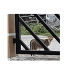 フィリピンのスリムな美人猫（個別スタンプ：2）
