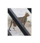 フィリピンのスリムな美人猫（個別スタンプ：4）