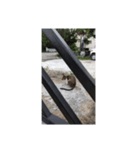 フィリピンのスリムな美人猫（個別スタンプ：5）