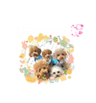5兄弟わんこの挨拶スタンプ（個別スタンプ：1）