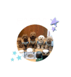 5兄弟わんこの挨拶スタンプ（個別スタンプ：5）