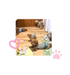 5兄弟わんこの挨拶スタンプ（個別スタンプ：7）