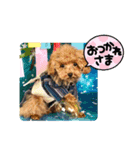 5兄弟わんこの挨拶スタンプ（個別スタンプ：8）
