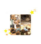 5兄弟わんこの挨拶スタンプ（個別スタンプ：9）