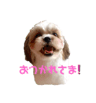 ひよちゃんのニコニコスタンプ（個別スタンプ：3）