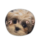 ひよちゃんのニコニコスタンプ（個別スタンプ：7）