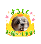 ひよちゃんのニコニコスタンプ（個別スタンプ：8）
