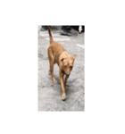 フィリピンの野良イッヌ-お母さん犬かな？（個別スタンプ：1）