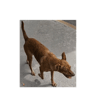 フィリピンの野良イッヌ-お母さん犬かな？（個別スタンプ：2）