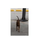 フィリピンの野良イッヌ-お母さん犬かな？（個別スタンプ：4）