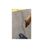 フィリピンの野良イッヌ-お母さん犬かな？（個別スタンプ：5）