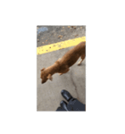 フィリピンの野良イッヌ-お母さん犬かな？（個別スタンプ：6）